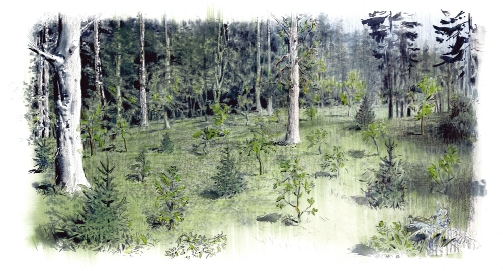 Latschbacher_Jungwald