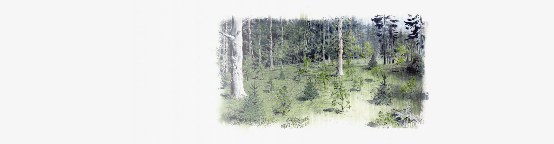 Latschbacher_Jungwald_1920x500