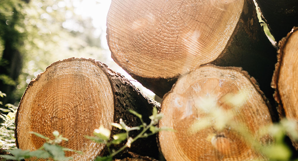 latschbacher-baumstamm